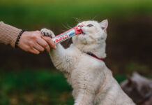 ¿Cómo logran la felicidad los gatos adultos?