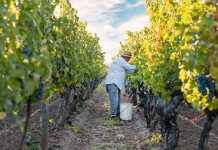 Vendimia 2026 adelantada proyecta vinos de alta calidad en viñedos de Miguel Torres Chile