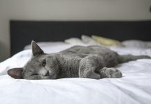 Marzo y mascotas ¿Qué rutinas son imprescindibles?