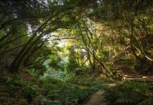 Despierta tus sentidos: Baños de Bosque, la terapia japonesa que puedes practicar en Parque Tricao