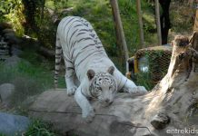 PANORAMAS PARA CONECTAR A LOS NIÑOS CON ANIMALES UN VÍNCULO CLAVE PARA EL RESPETO Y LA SALUD MENTAL