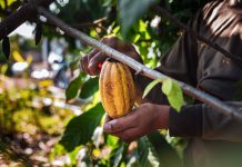 Del cacao al origen, el fenómeno bean to bar transforma la forma de consumir chocolate