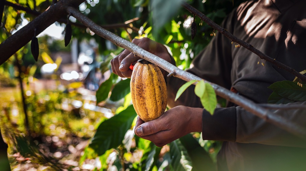 Harvest the agricultural cocoa business produces.Cocoa farmers use pruning shears to cut the cocoa pods or fruit ripe yellow cacao from the cacao tree