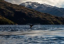 Un reservorio de vida en la inmensidad del Universo