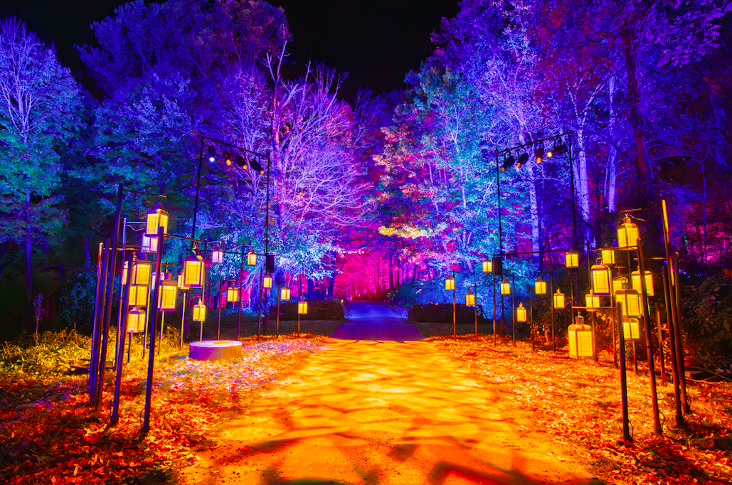 Harry Potter - Fever 2