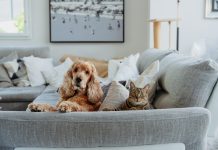 Los perros y gatos no pueden comer huevitos de chocolate