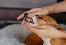 El mal aliento en las mascotas podría estar dañando su corazón y riñones