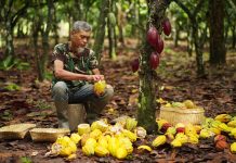 Comercio justo gana espacio en la industria alimentaria y el cacao emerge como caso emblemático