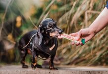 Inaba impulsará actividades educativas en Expo Mascotas & Animales