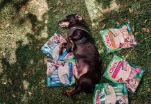 Trucos y recomendaciones para sociabilizar una mascota