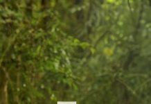 Natura relanza Ekos Cupuaçu: piel más firme y tonificada, mejorando visiblemente la firmeza, estrías y celulitis en 2 semanas
