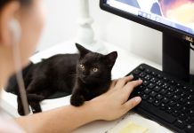 ¿Llevarías a tu perro a la oficina? Los múltiples beneficios más allá de la tendencia