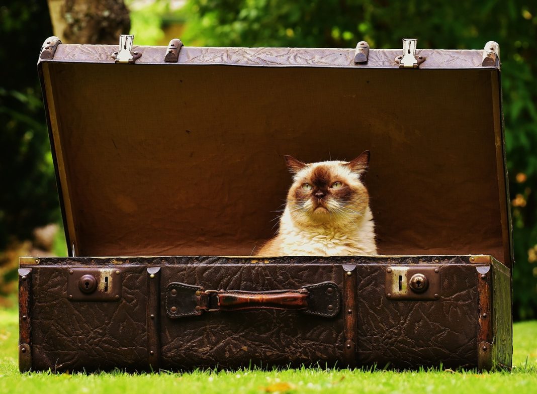 Pexels - Gato vacaciones