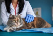 Veterinarios abordan enfermedades urinarias y desafíos clínicos en gatos